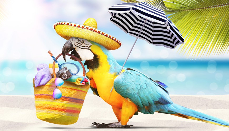 Badeurlaub in der High-Season: Weihnachten ins Warme!