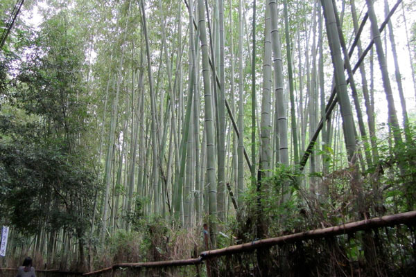 Arashiyama-Bambuswald-bisweasel-flickr2