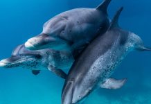 Delfi- und Schnorcheltour im Roten Meer Ägypten