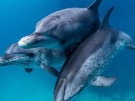 Delfi- und Schnorcheltour im Roten Meer Ägypten