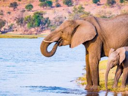 Addo Elephant Park Afrika