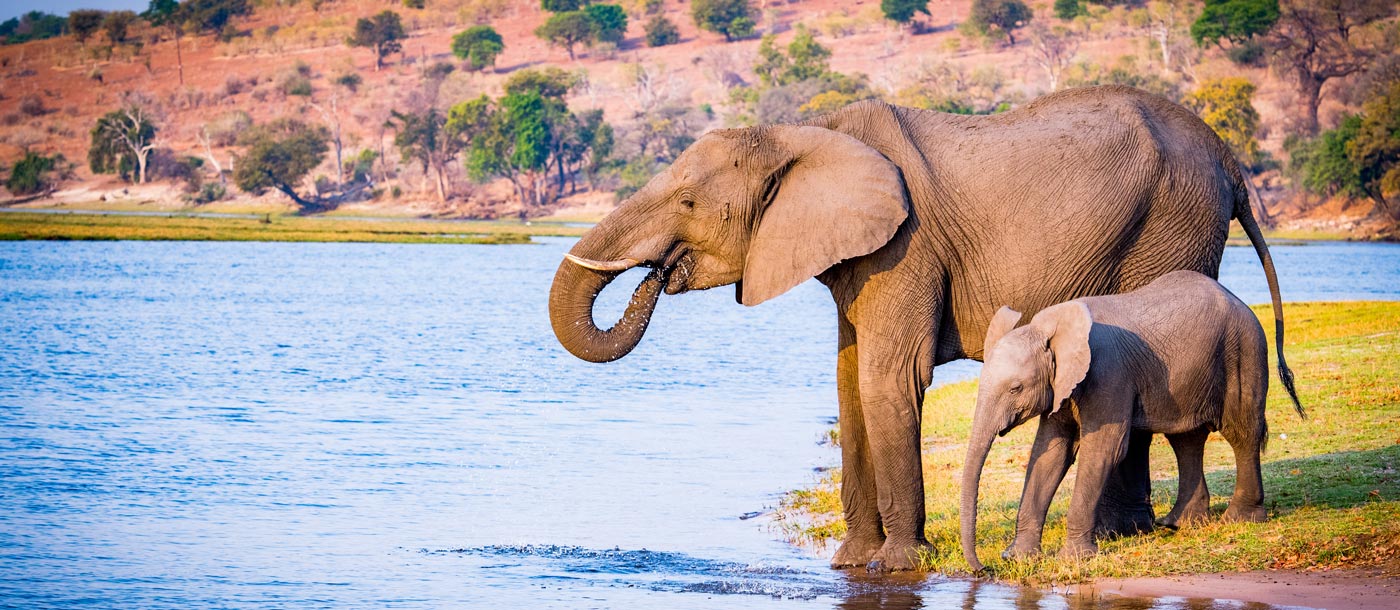 Addo Elephant Park Afrika