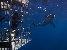 Haitauchen Käfig Südafrika