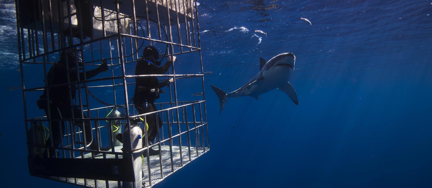 Haitauchen Käfig Südafrika