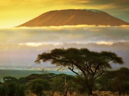Kilimanjaro Afrika