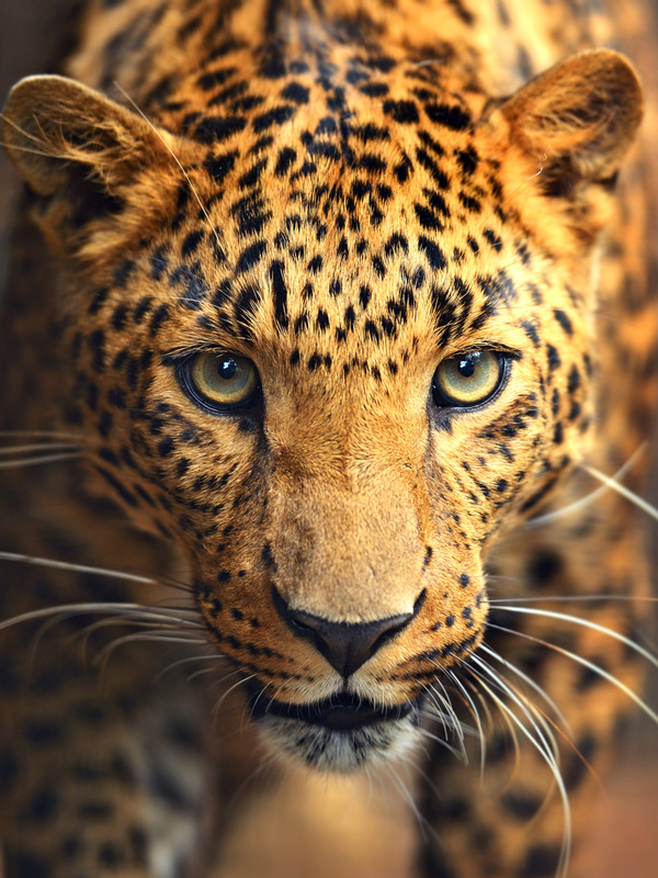 Leopard-Afrika-Face-ajoure-travel