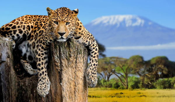 Leopard-Afrika-Jagd-ajoure-travel