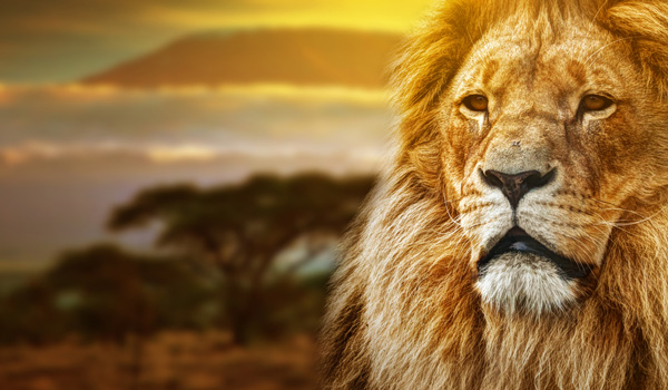 Loewe-Afrika-Theme-ajoure-travel