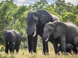 Addo Elephant Park Afrika