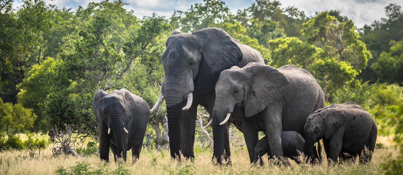 Addo Elephant Park Afrika