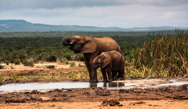 Elefanten-Addo-ajoure-travel