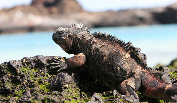 Galapagos-ajoure-travel