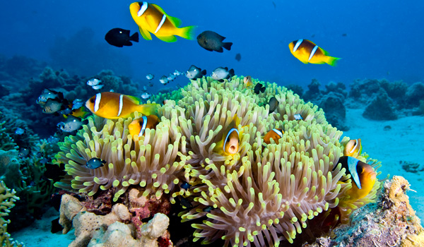 Great-Barrier-Reef-ajoure-travel