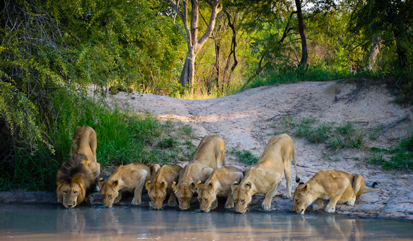Loewen-Afrika-Wasserloch-ajoure-travel