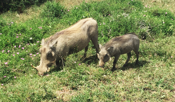 Warzenschweine-AE-Park-ajoure-travel