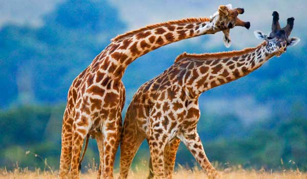 Kenia-Giraffen-ajoure-travel