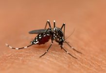 Mosquito