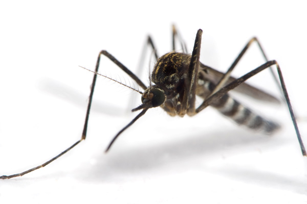 Mosquito-ajoure-travel