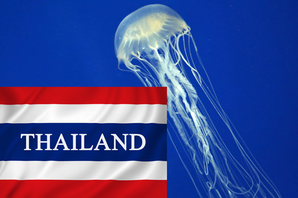 Thailand-Box-Jellyfish-ajoure-travel