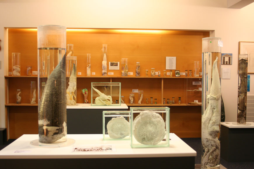 Icelandic Phallological Museum