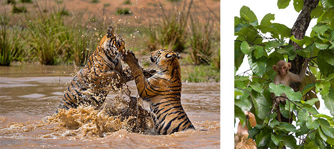 Bandhavgarh, Indien