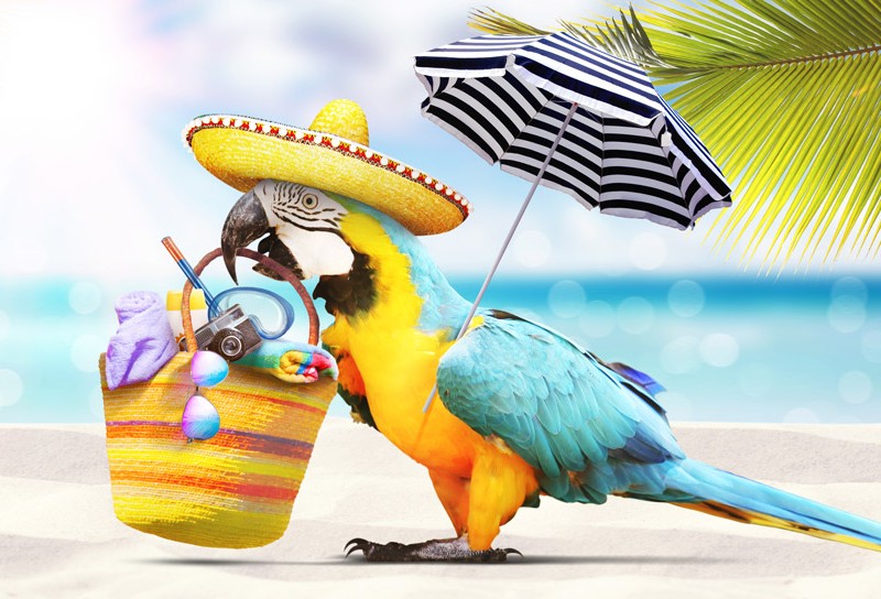 Badeurlaub in der High-Season: Weihnachten ins Warme!