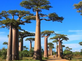 Erlebnis Madagaskar: Warum sich das Abenteuer lohnt