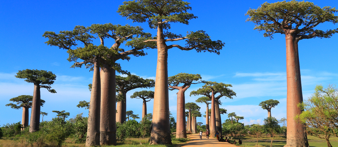 Erlebnis Madagaskar: Warum sich das Abenteuer lohnt