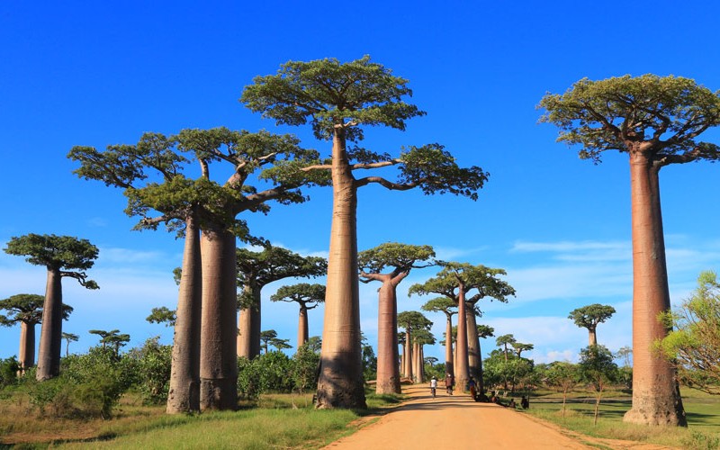 Erlebnis Madagaskar: Warum sich das Abenteuer lohnt