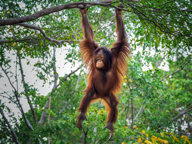 Malaysia orang utan