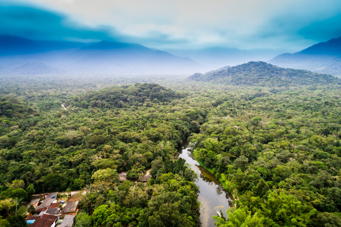 Amazonas Regenwald