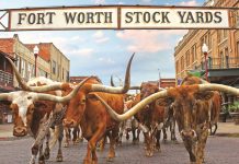 Europäische Städte im Lone Star State – Texas: Eine traumhafte Reise Texas Bullen