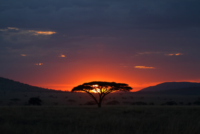 Serengeti Afrika