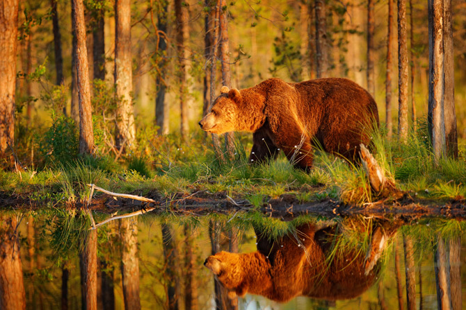 Schwedens Wildlife Bär