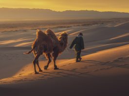 Mongolei Wanderer mit Kamel in der Wüste Gobi