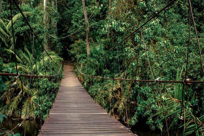 Canopy Walk Philippinen