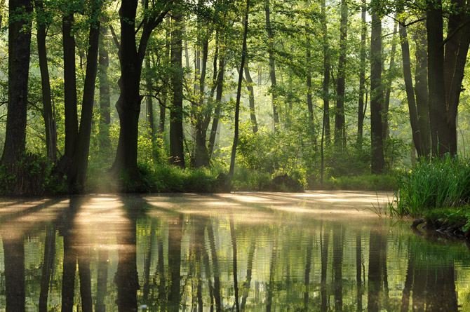 Spreewald 