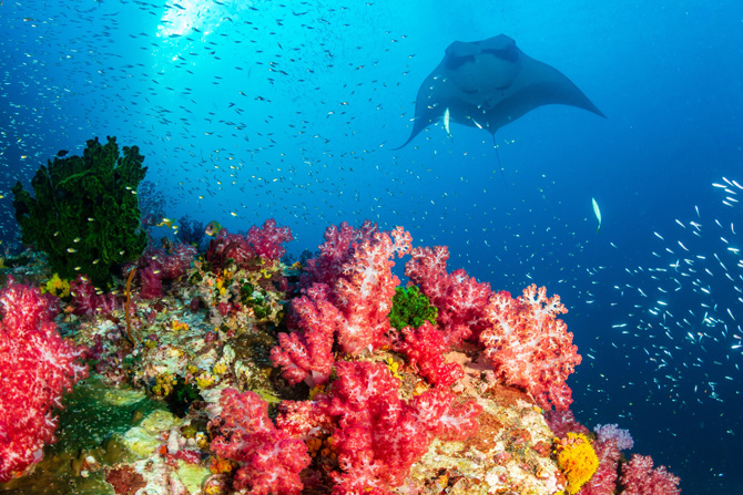 Komodo Manta Unterwasser