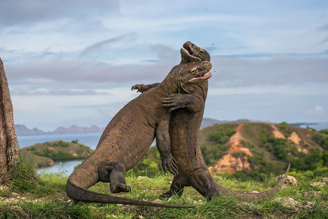 Komodo Dragons