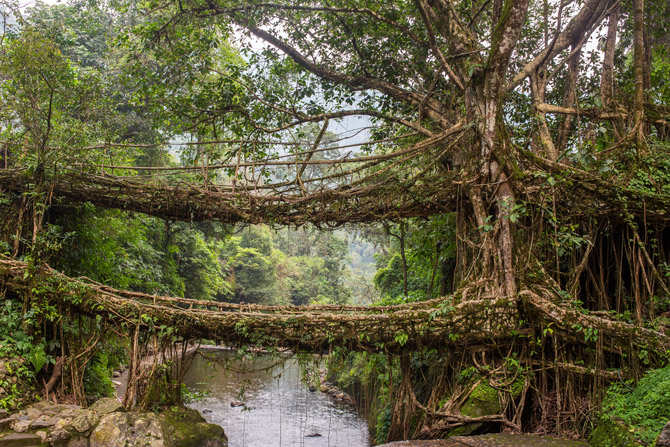 Die lebende Wurzelbrücke von Meghalaya