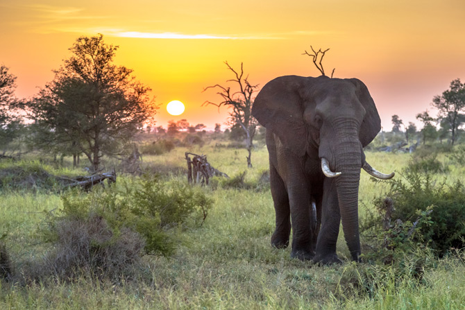 Elefant in der Masai Mara