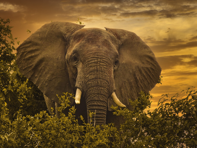 Elefant im Tsavo NP