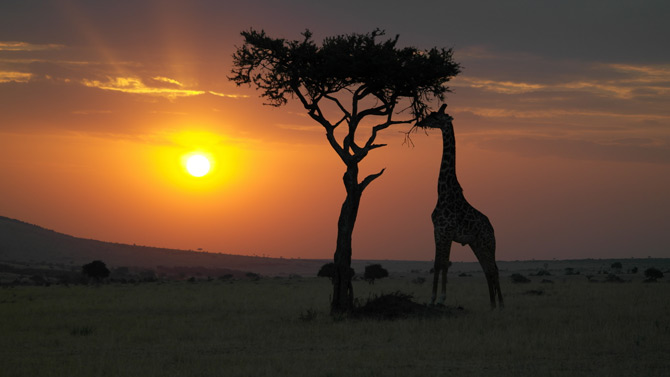 Giraffe in der Masai Mara