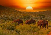 Elefantenherde beim Sonnenuntergang im Tsavo Nationalpark