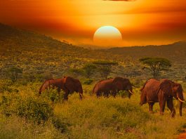 Elefantenherde beim Sonnenuntergang im Tsavo Nationalpark