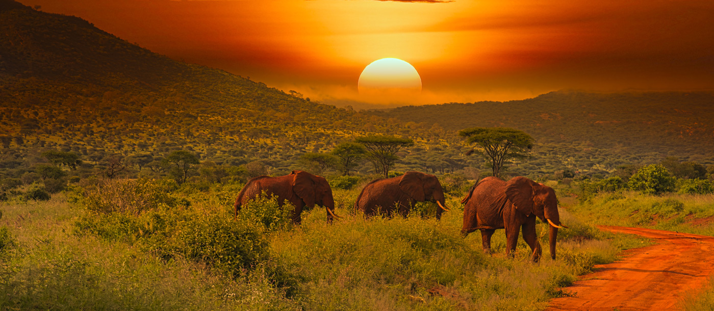 Elefantenherde beim Sonnenuntergang im Tsavo Nationalpark
