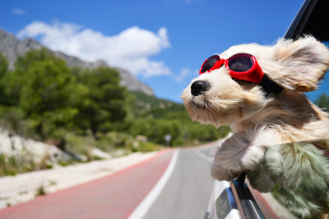 Hund im Auto