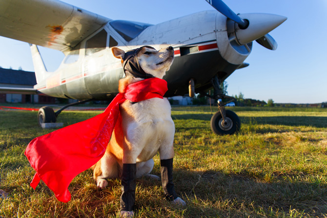 Hund und Flugzeug