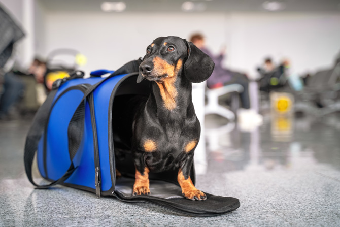 Hund und Transportbox für die Bahn