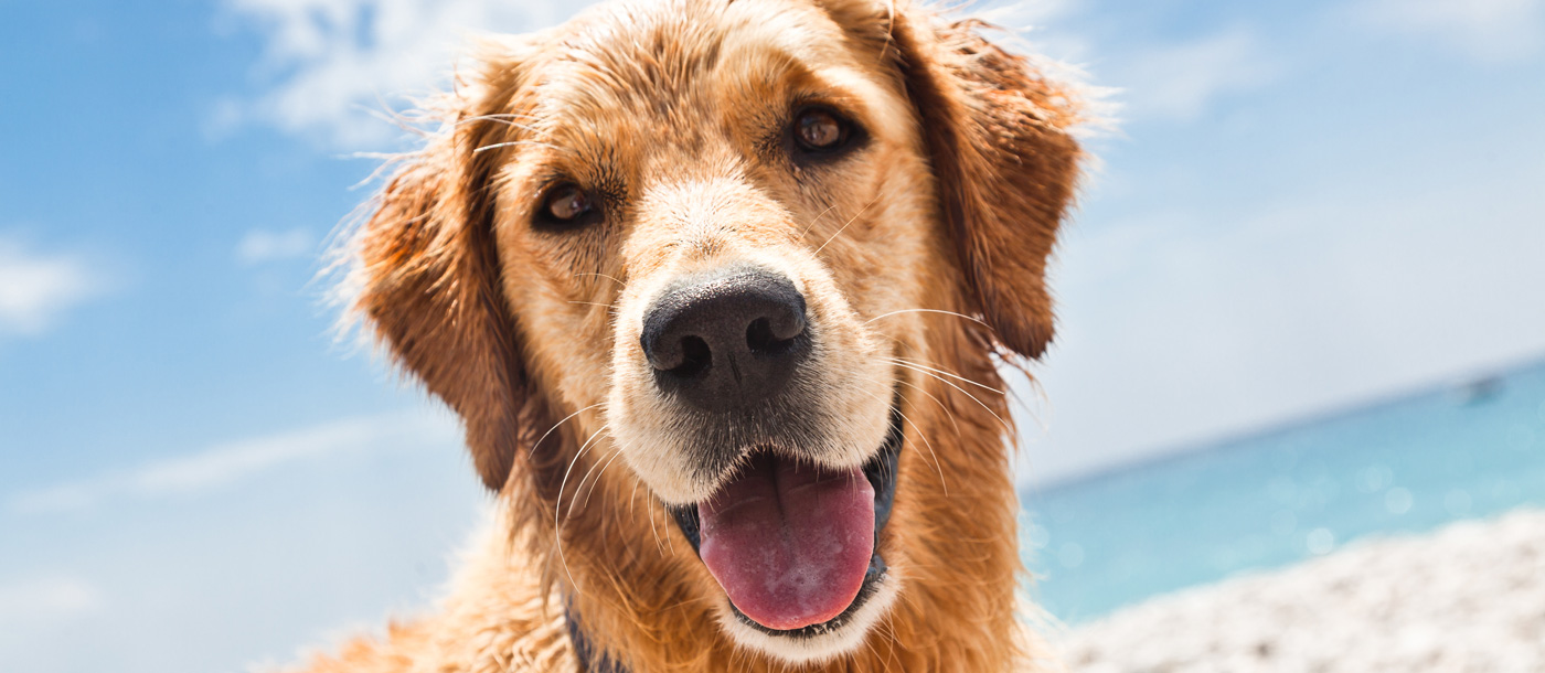 Hund am Meer